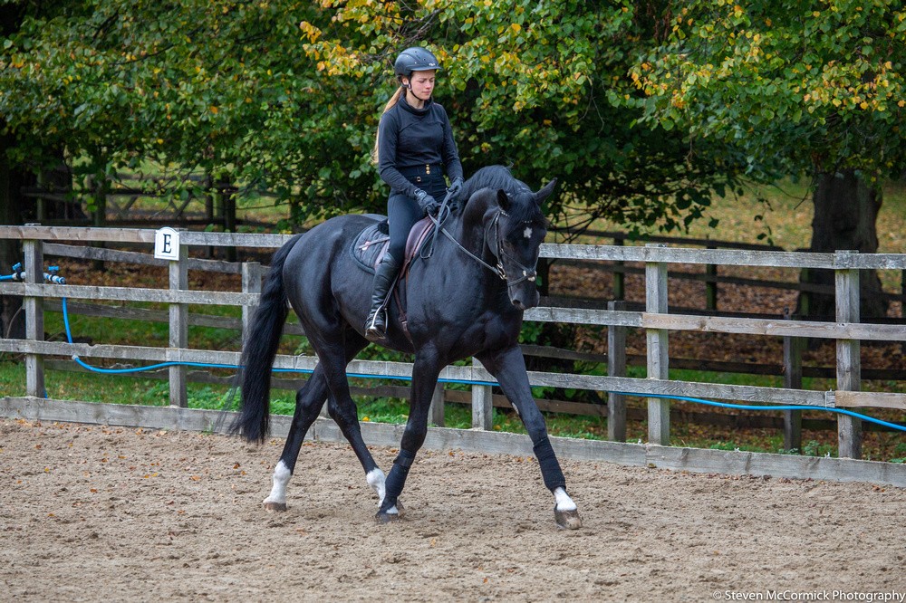 Sport Horse Stud and Breeding in Surrey | The Durdans Stables