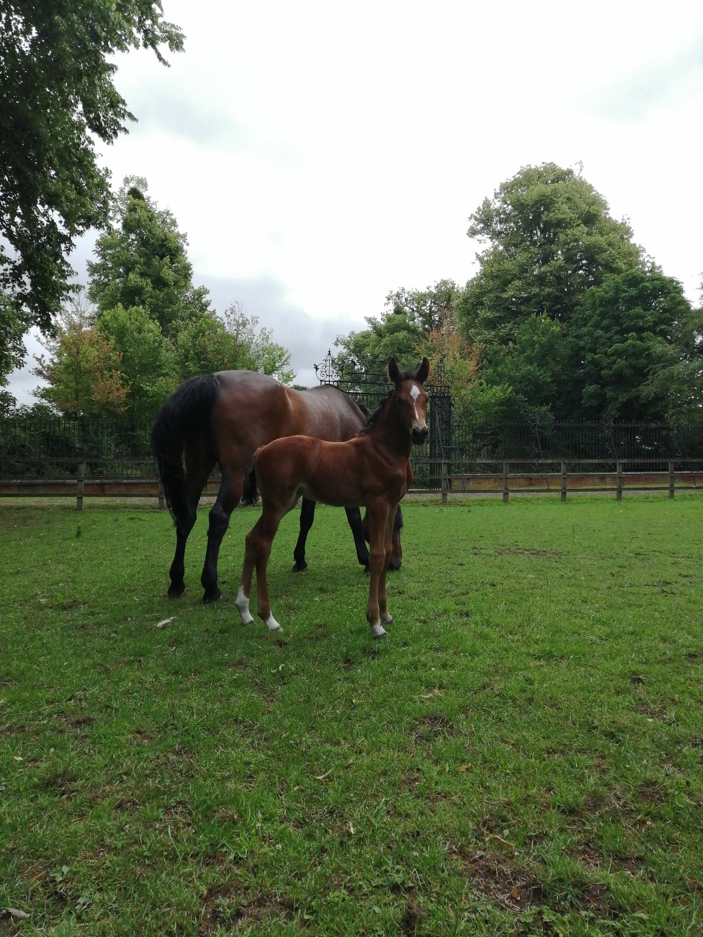 sport-horse-stud-and-breeding-in-surrey-the-durdans-stables