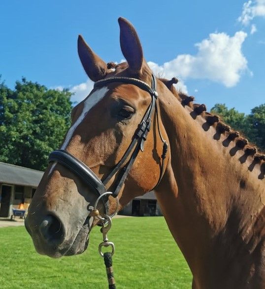 sport-horse-stud-and-breeding-in-surrey-the-durdans-stables